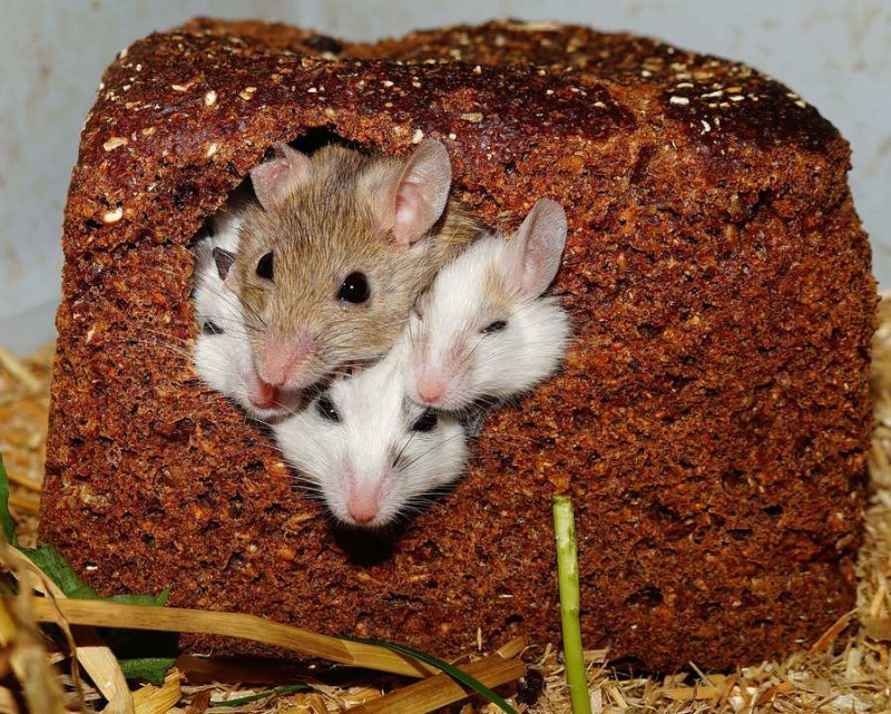 反式脂肪酸给小鼠会怎样反式脂肪酸是什么